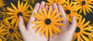 Close-up of hands holding vibrant yellow daisies, showcasing natural beauty and floral pattern.